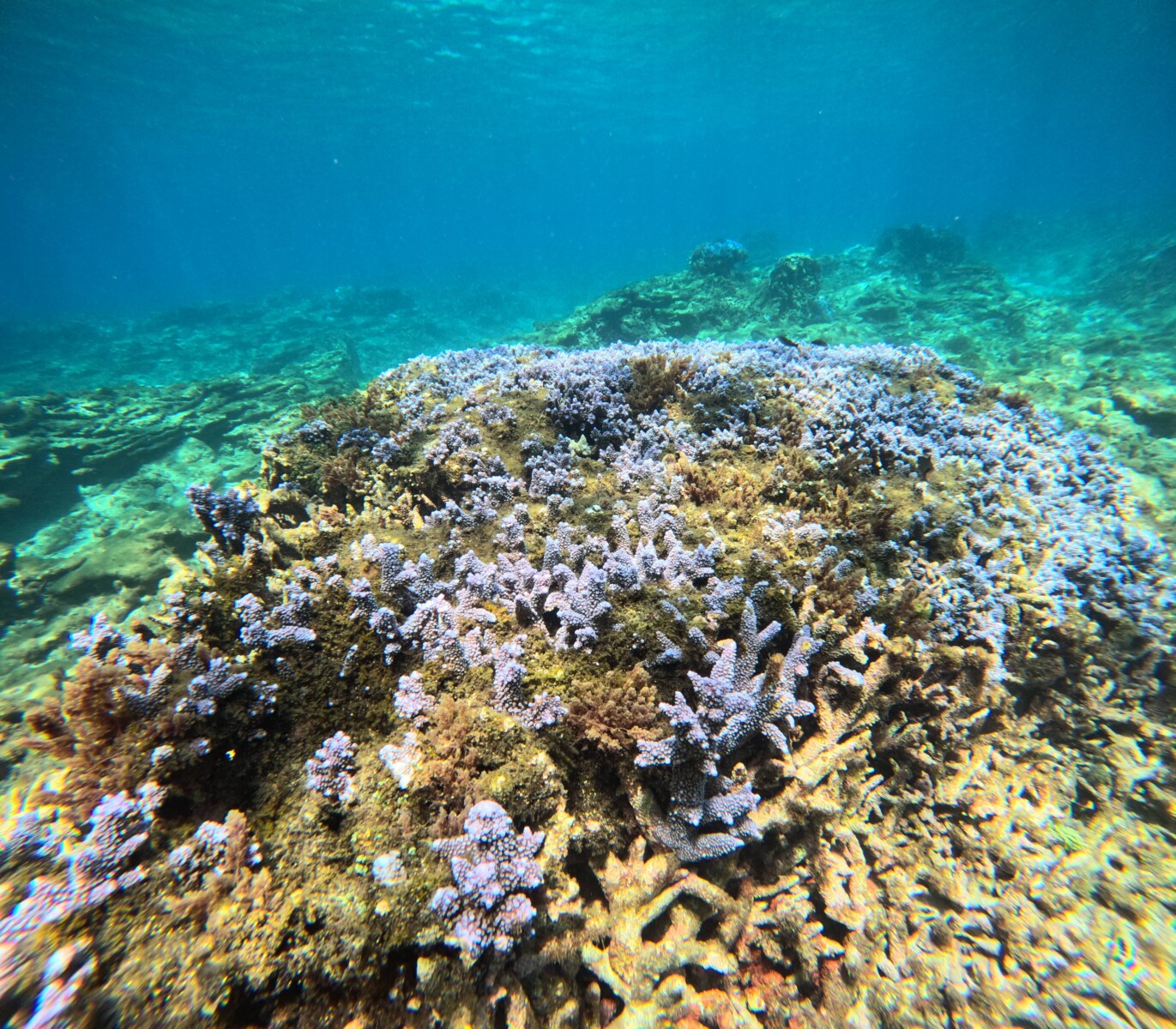 自然修復在地共守 海管處致力保種及復育珊瑚礁生態