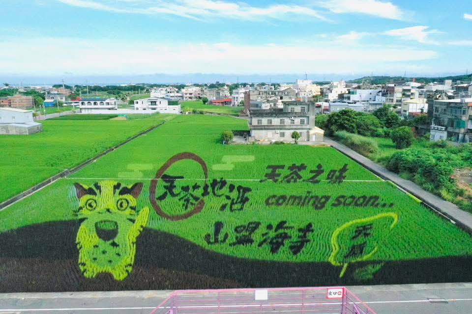 苗栗農村新亮點！「天茶地酒、山盟海寺」稻田彩繪吸引遊客打卡