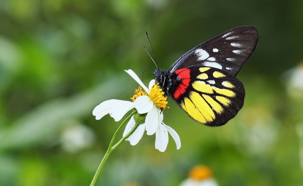 台灣萬里長城蝴蝶翩翩起舞 吸引大批遊客賞蝶、打卡