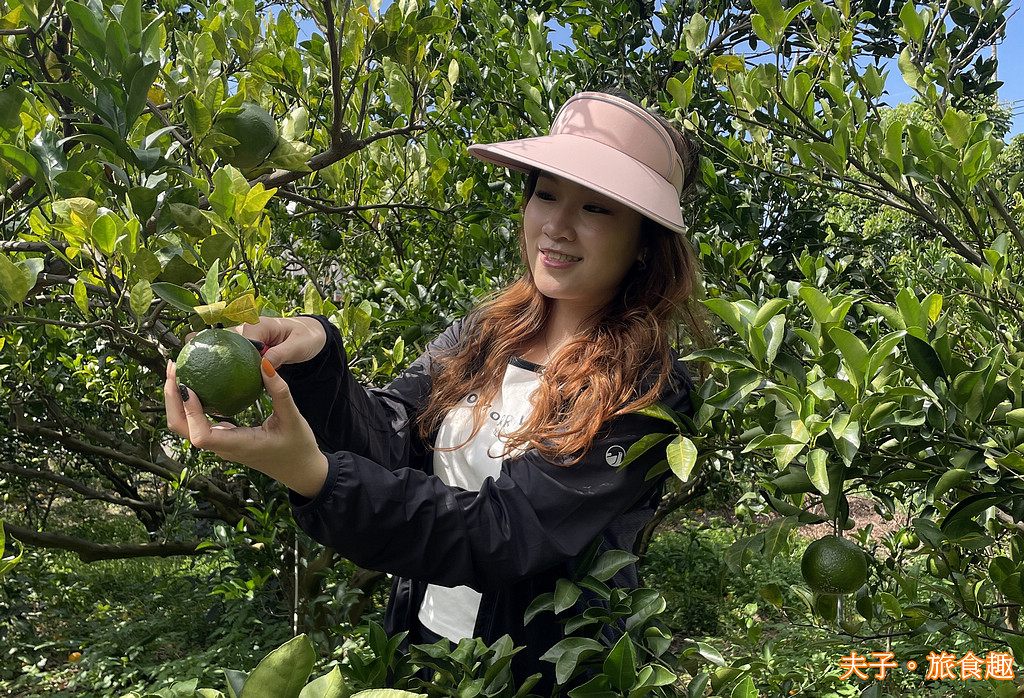 台南 津-南寮椪柑觀光果園 採摘青皮椪柑