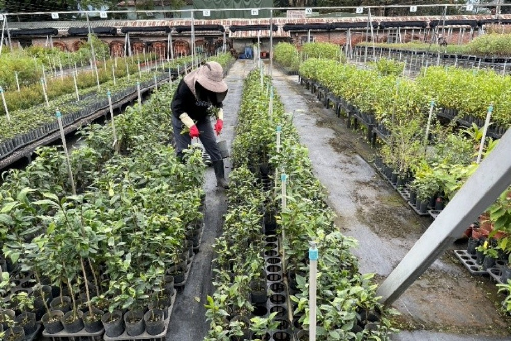 臺灣野生山茶   獨有特色大揭密