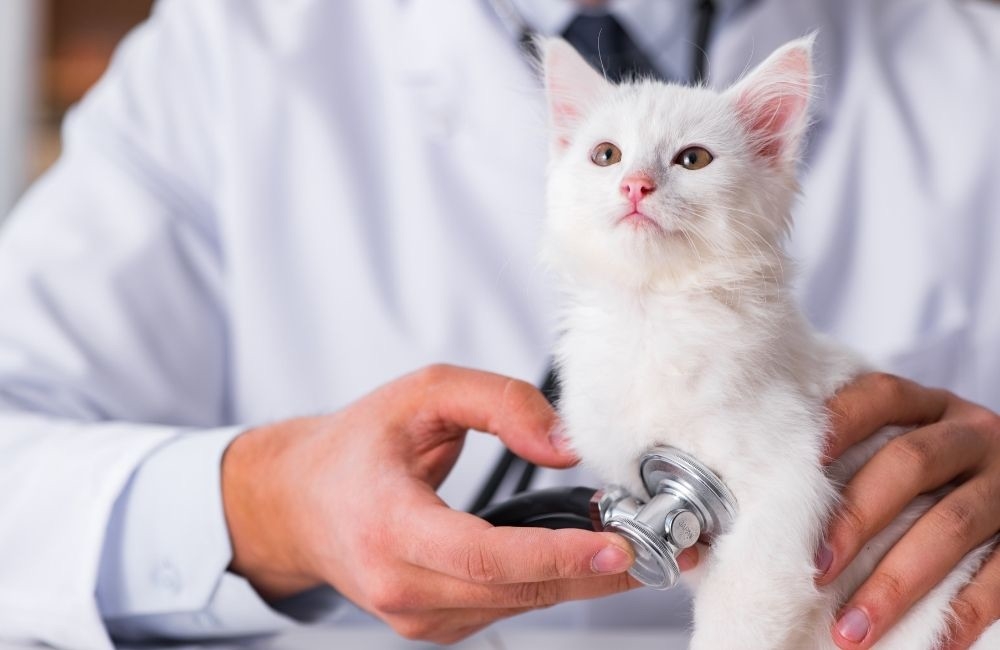 星寵控股攜手華南金控 推出「寵物信託」金融監管 × 預防醫學，一站式守護毛孩