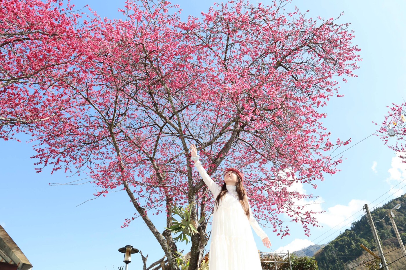 櫻花李花齊放！草坪頭花季啟動 春節遊南投正是時候