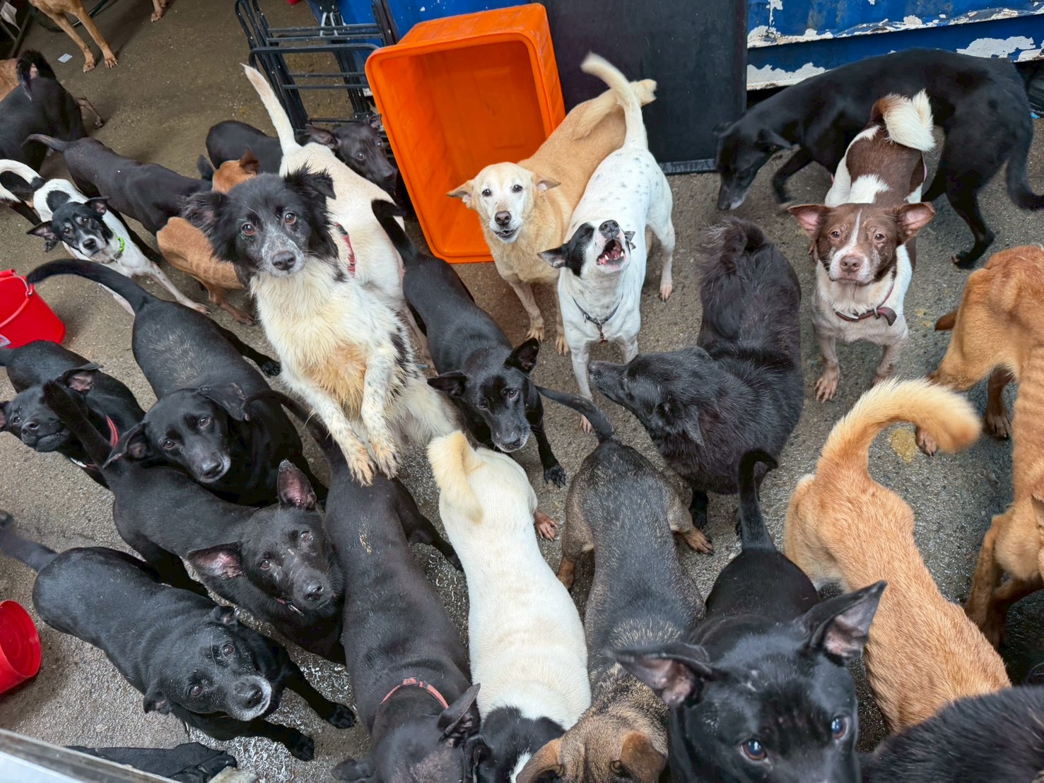 茸茸花園免費提供浪浪收容所終程送行服務  「讓愛尊嚴的陪伴最後一程」