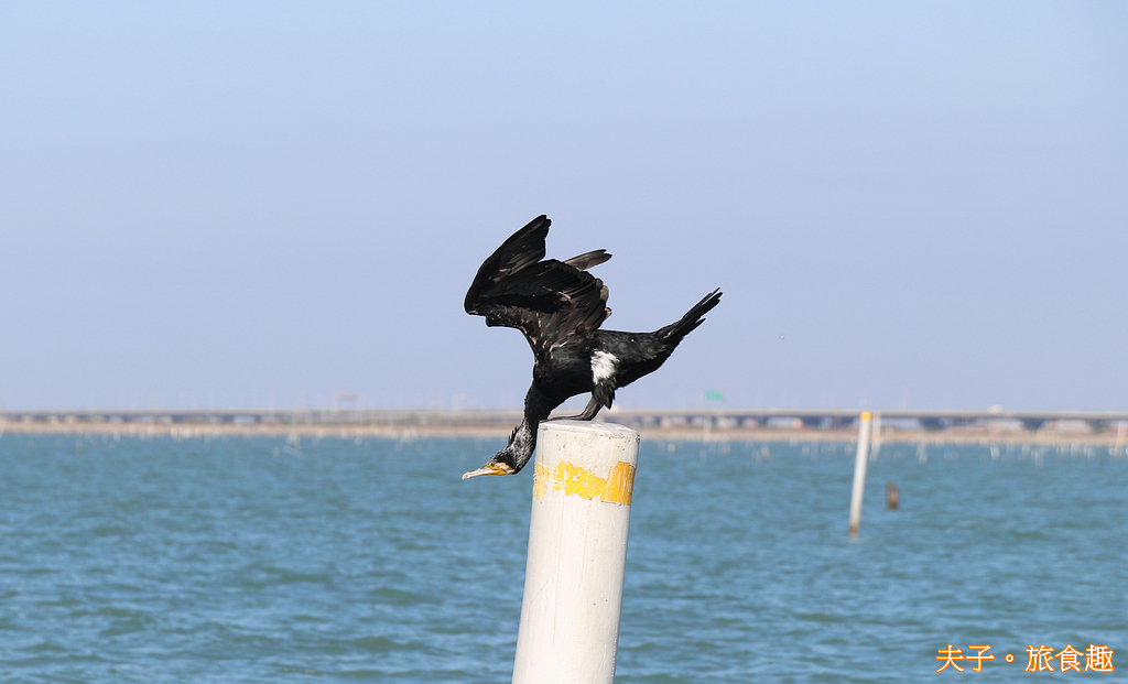 龍海號生態之旅 七股潟湖近距離觀察鸕鶿