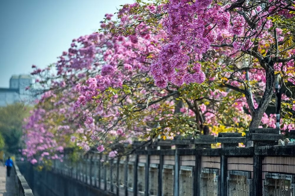 阿里山櫻  黃金阿勃勒盛裝！嘉義福容voco推賞花攻略訂房省錢全揭密