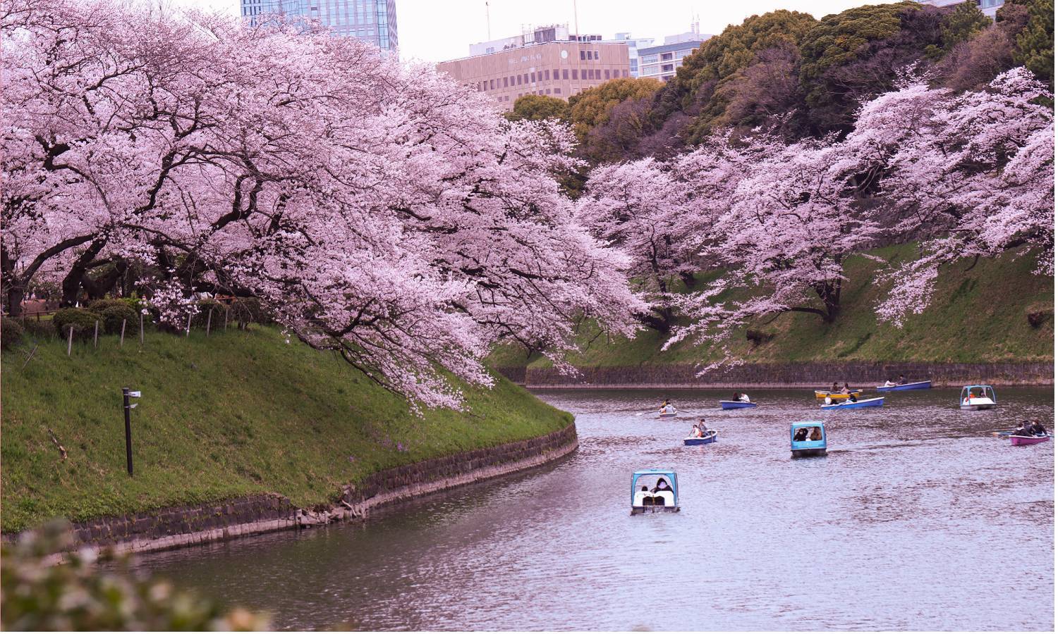 櫻花經濟爆發 台灣旅客瘋賞櫻！Trip.Planner 30秒幫排櫻花行